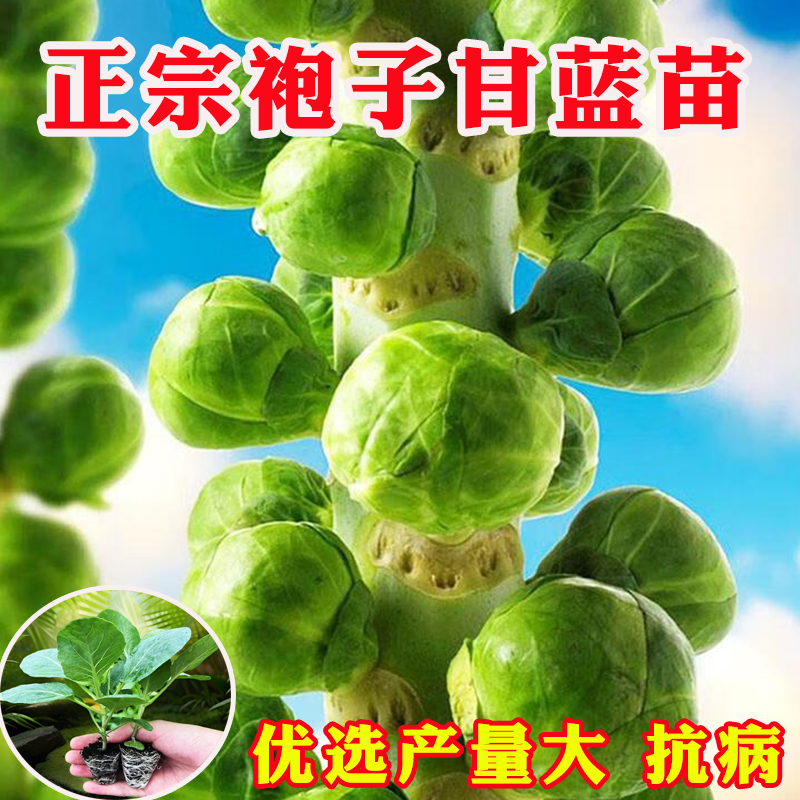 孢子甘蓝苗袍子绿甘蓝秧苗牛心甘蓝苗盆栽高产卷心包心菜蔬菜种子
