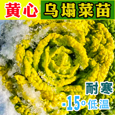 秋季耐寒正宗淮南黄心乌塌菜