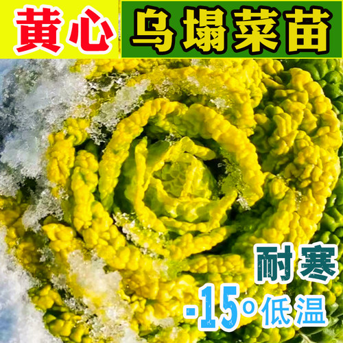 秋季耐寒正宗淮南黄心乌塌菜