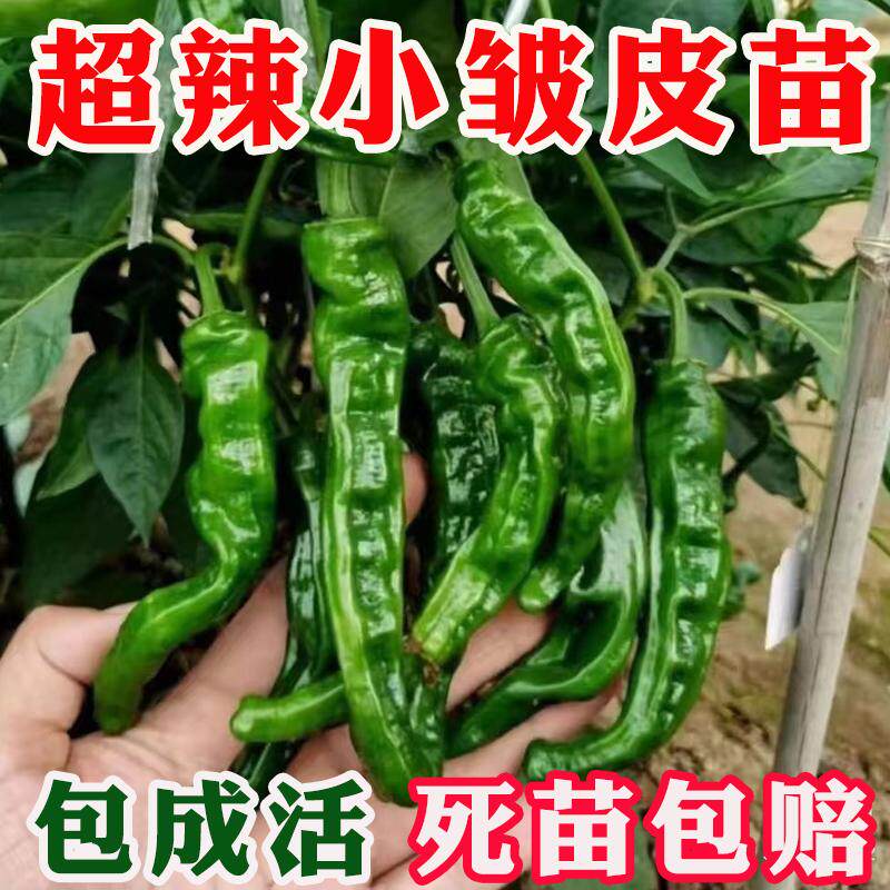 高产香辣小皱皮辣椒苗种子早熟泡椒薄皮特辣蔬菜种蔬菜苗带土发货