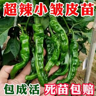 高产香辣小皱皮辣椒苗种子早熟泡椒薄皮特辣蔬菜种蔬菜苗带土发货