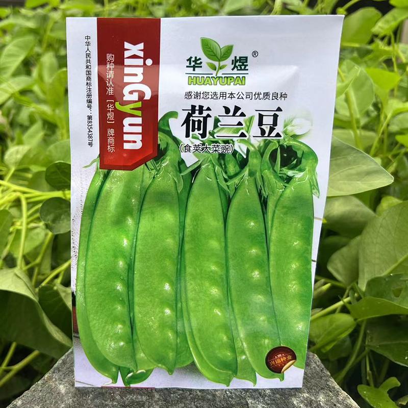 荷兰豆种子种籽豌豆苗豆角