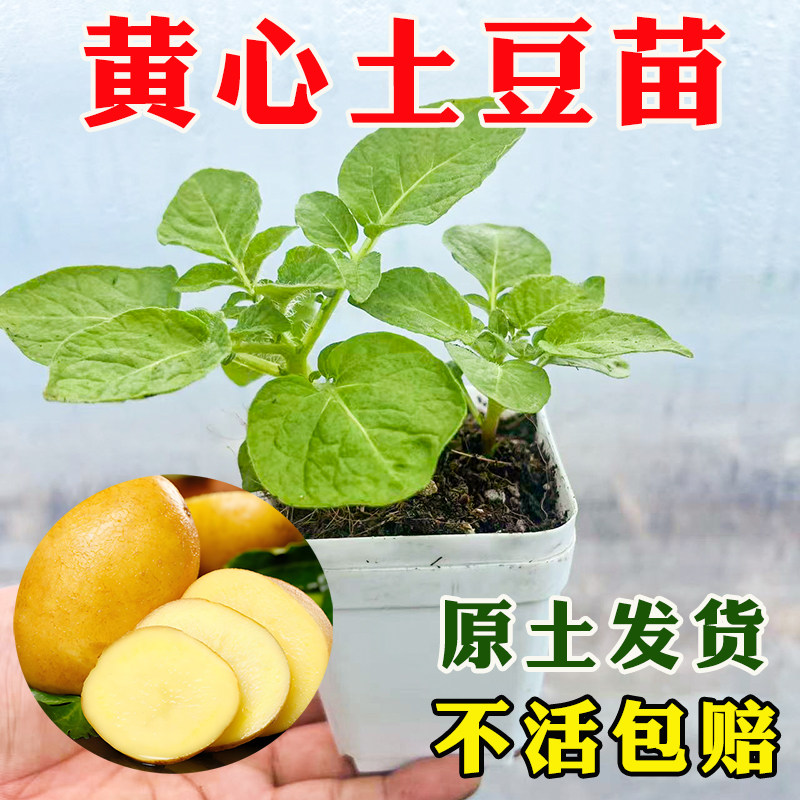 土豆苗马铃薯种子黄皮大黄心土豆带芽原老品种脱毒高产洋芋蔬菜苗