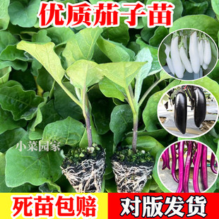 茄子苗紫长茄子杭茄线茄花茄子竹丝茄秧苗菜苗蔬菜青茄带土黑圆茄
