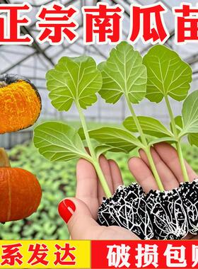 青贝贝南瓜苗南瓜种子早熟挂果多产抗病甜味香浓红皮板栗南瓜种籽