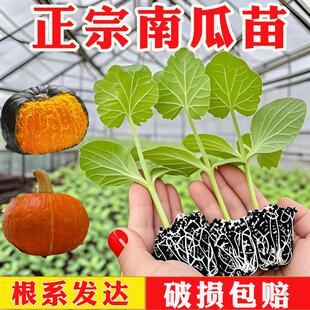 青贝贝南瓜苗南瓜种子早熟挂果多产抗病甜味香浓红皮板栗南瓜种籽