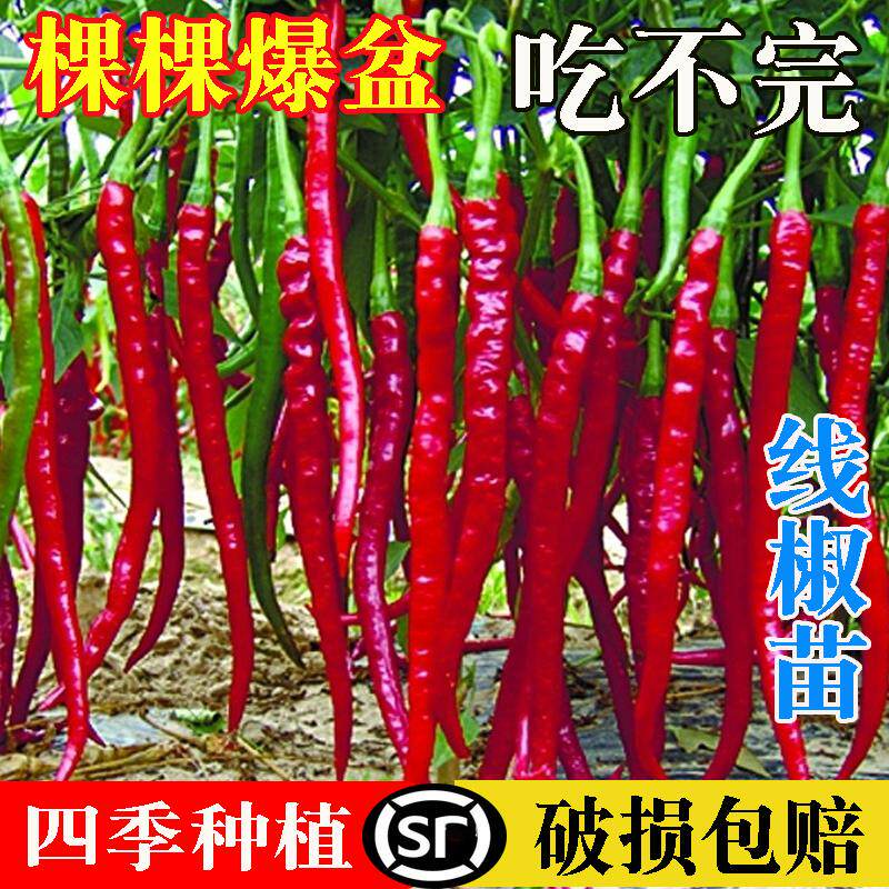 四川高产线椒苗香辣二荆条干椒5号辣椒秧苗长椒红线薄皮阳台盆栽