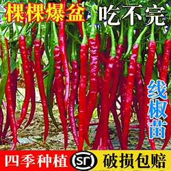 四川高产线椒苗香辣二荆条干椒5号辣椒秧苗长椒红线薄皮阳台盆栽