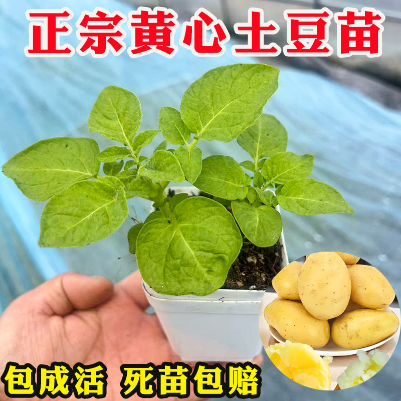 高产土豆苗黄金土豆黄皮黄心马铃薯豆种子盆栽农家种植带土发货苗