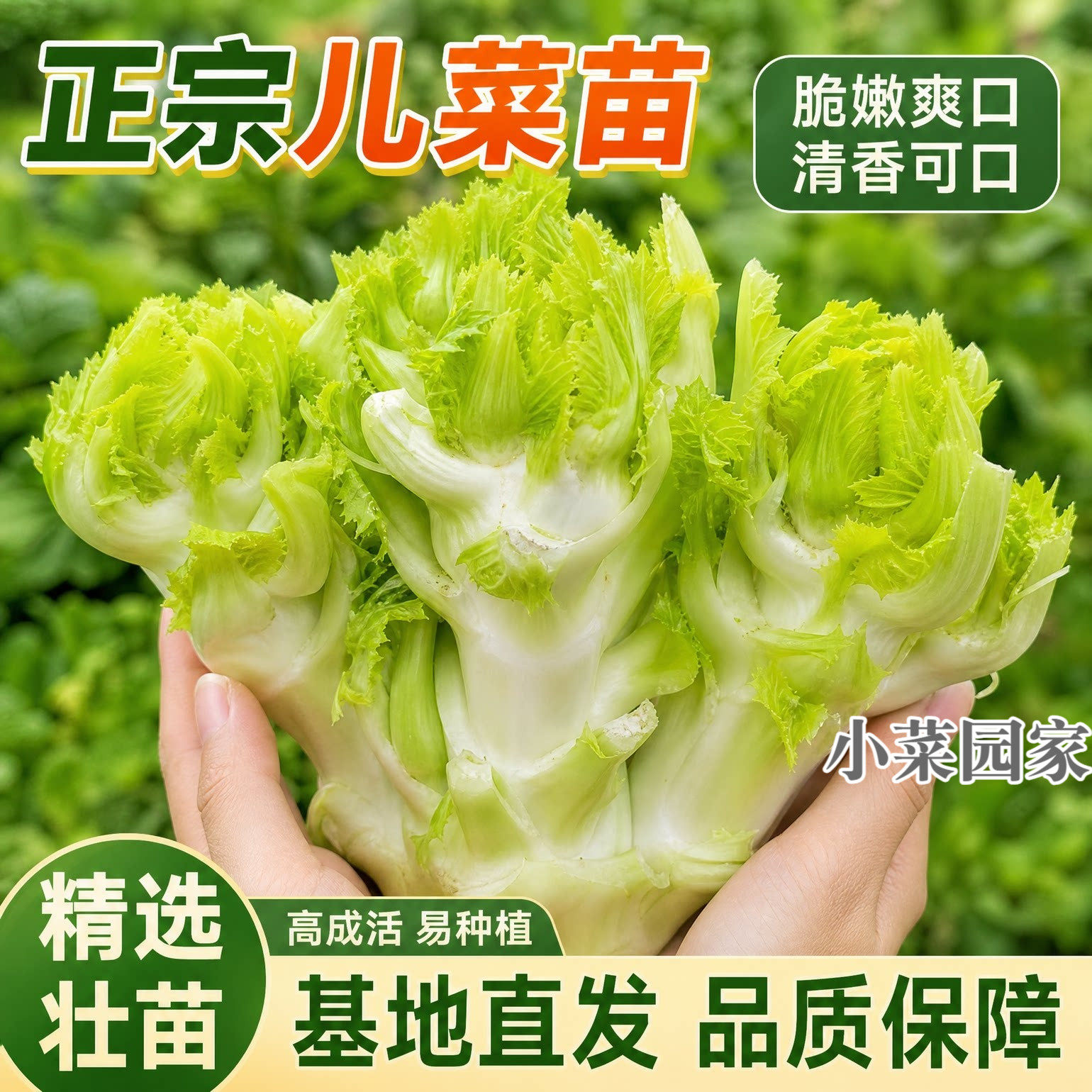 儿菜苗秧苗四川青杠芥兰抱子芥种籽秋冬耐寒高产蔬菜带土阳台盆栽
