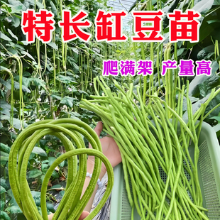 特长缸豆苗压塌架豆角种子青条四季豆长豆角春季菜种高产蔬菜秧苗