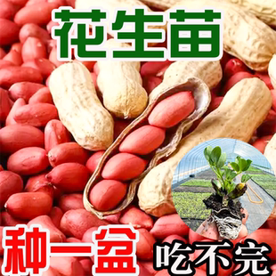 春季花生苗花生秧苗大白沙四粒红黑花生苗向日葵高产良种育苗种子