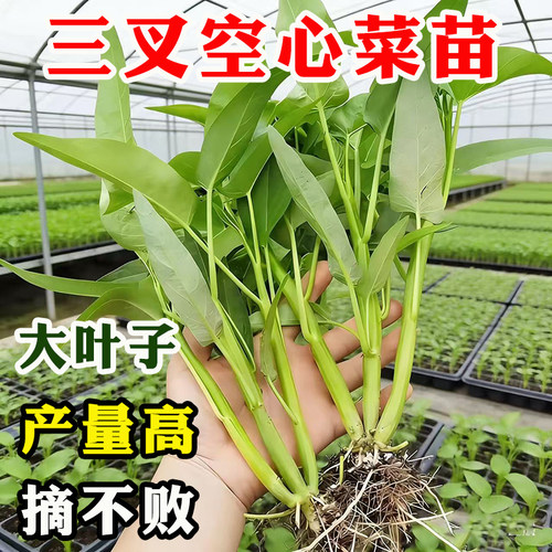 大叶三叉空心菜盆栽阳台蔬菜秧苗