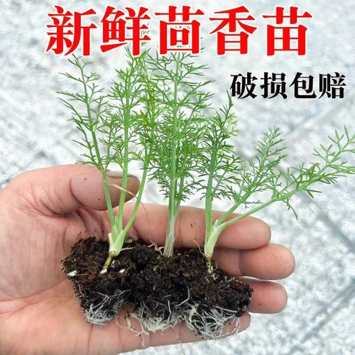 新鲜小茴香苗食用茴香菜盆栽