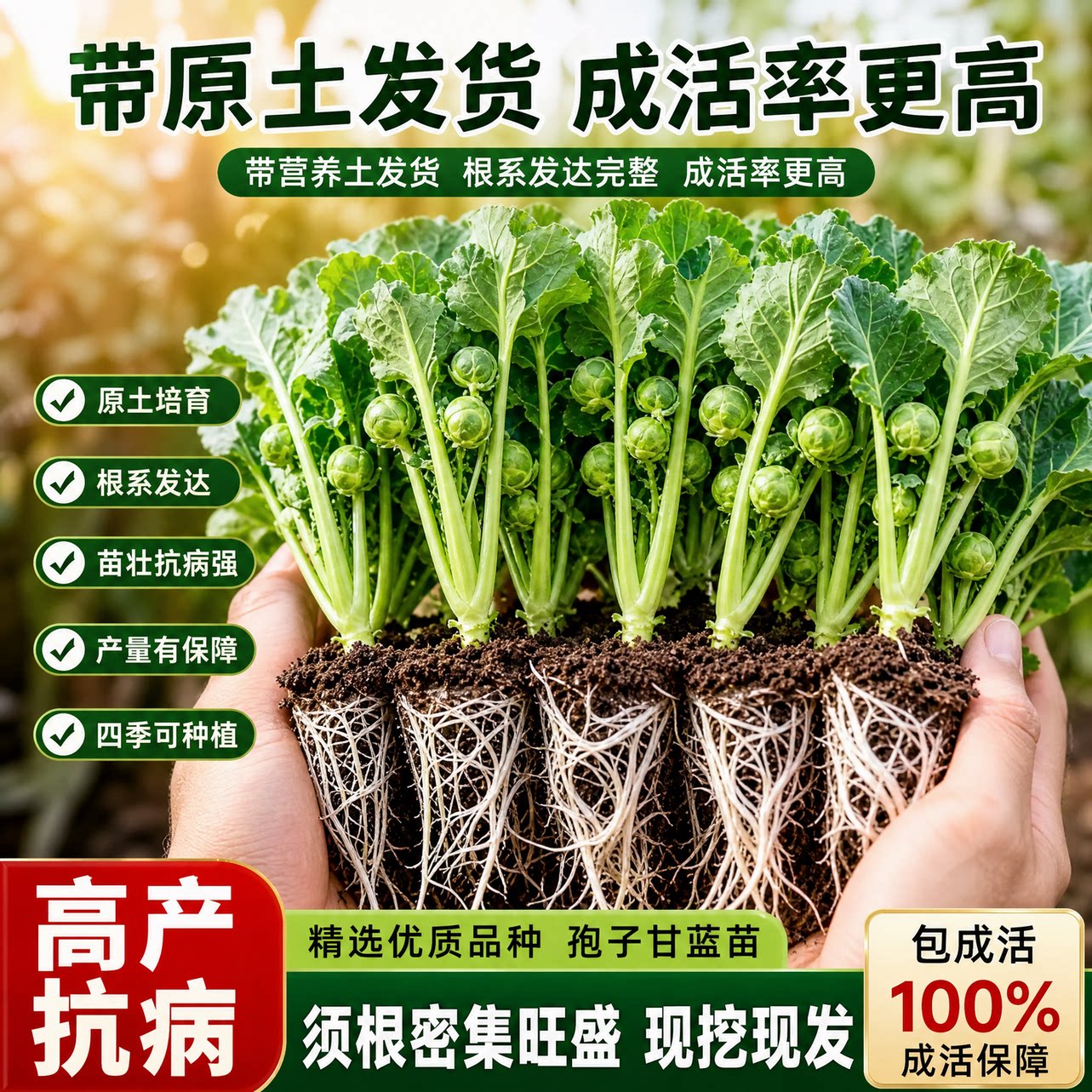 孢子甘蓝苗袍子绿甘蓝秧苗牛心甘蓝苗盆栽高产耐寒包心菜蔬菜种子