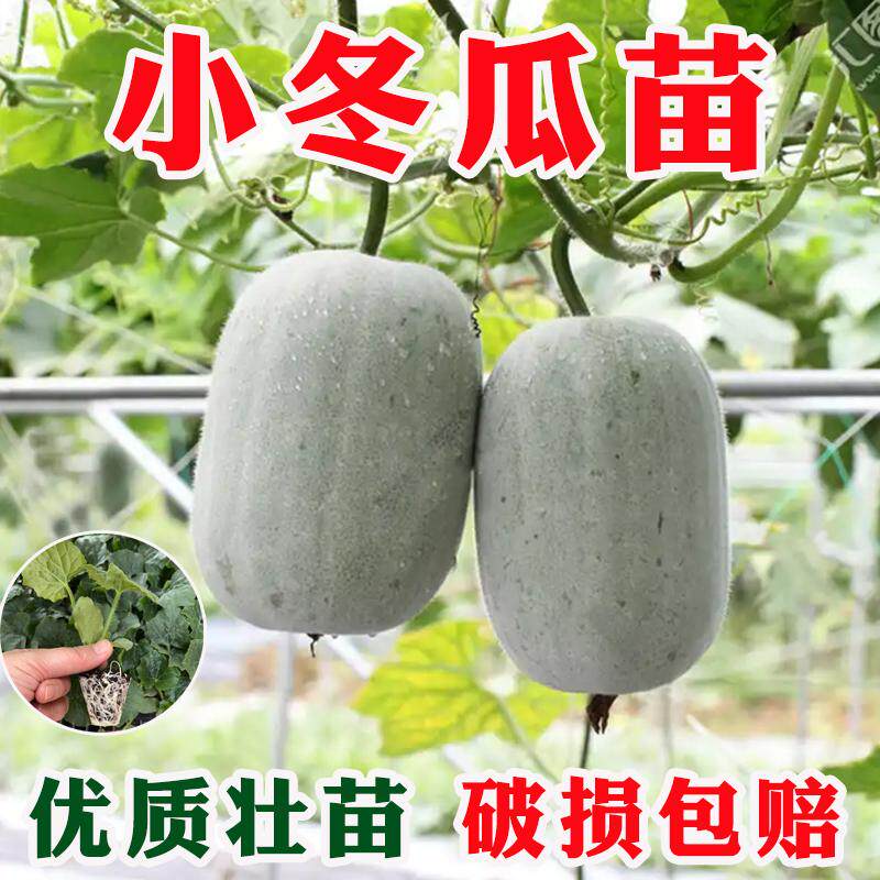 本地粉白小冬瓜苗种籽大全黑皮冬瓜苗种子青皮冬瓜种孑家庭院蔬菜