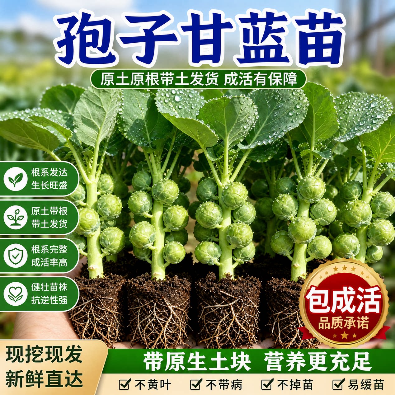 孢子甘蓝苗秧庭院带土球小包菜四季春秋耐热耐寒抱子甘蓝寿光种子
