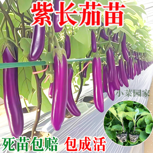 紫龙长茄子苗蔬菜幼苗紫黑长茄青线茄孑圆茄杭茄白茄竹丝茄种籽子