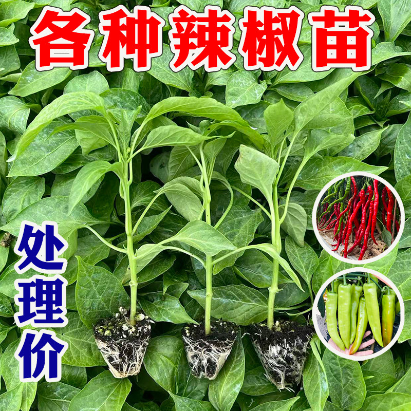 各种辣椒苗螺丝椒秧苗薄皮线椒朝天小米五彩椒杭椒樟树港红辣椒苗