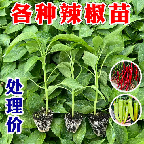 各种辣椒苗螺丝椒秧苗薄皮线椒朝天小米五彩椒杭椒樟树港红辣椒苗
