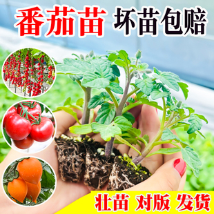 圣女果苗番茄苗种子黑珍珠圣女果瀑布番茄粉樱桃黑矮生幼苗秧苗籽