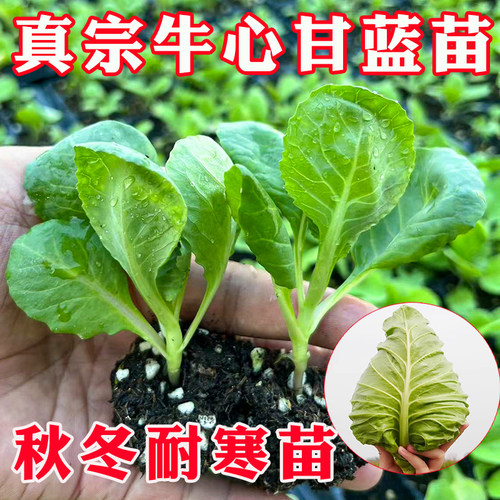 可越冬耐寒高产绿牛心甘蓝紫甘蓝
