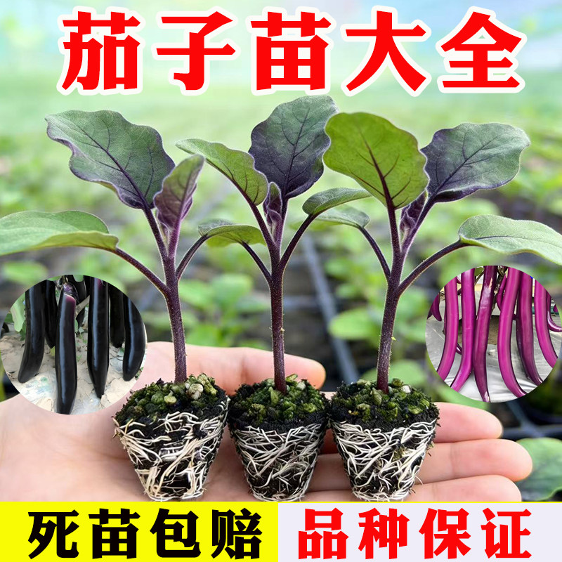 各种茄子苗紫长茄子秧苗杭茄线茄蔬菜青茄带土黑圆茄盆栽阳台庭院