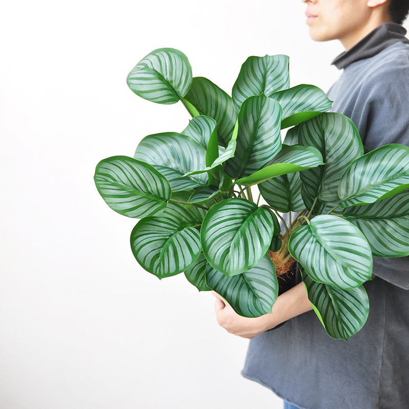 仿真观叶植物 阔叶绿植竹芋桌摆家居办公绿化装饰装饰盆栽 art451