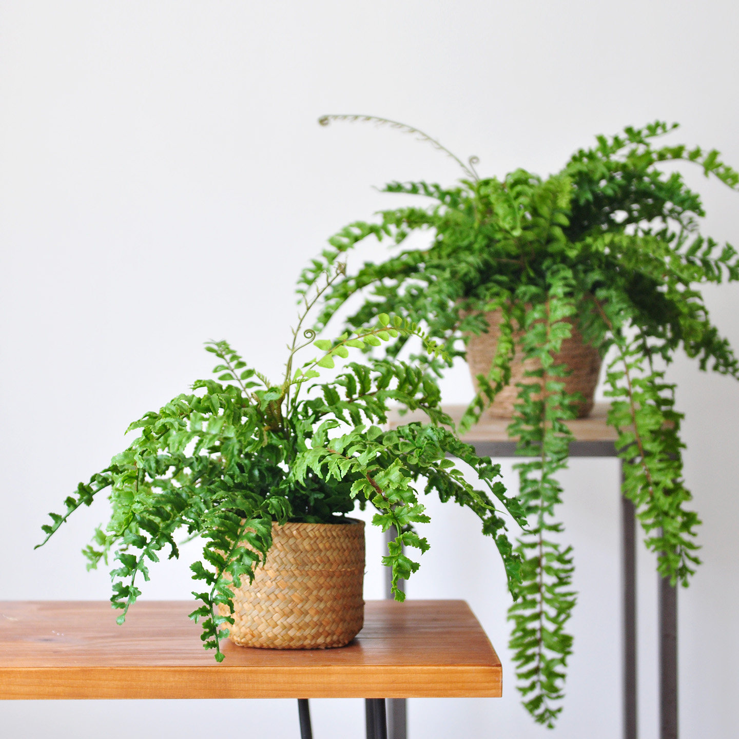 九思仿真植物树脂盆草筐植物花艺