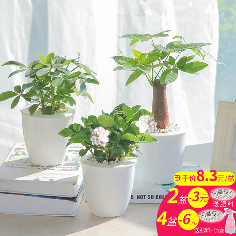 發財樹綠蘿辦公室盆栽虎皮蘭梔子花文竹室內綠植花卉盆栽水培植物