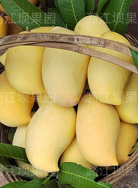 云南鹰嘴芒丝滑可口甜蜜多汁