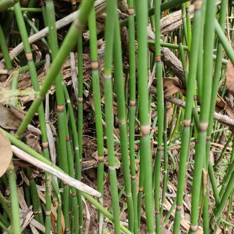 正宗东北野生木贼草接骨草节节高园林绿化中草药植物根苗保真包邮