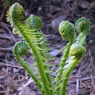 东北黄瓜香根苗中草药荚果蕨苗室内观赏蕨类植物新手易养活体盆栽