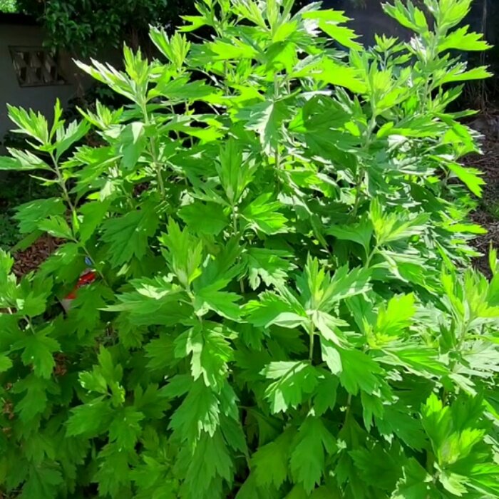 艾草种子食用药用驱蚊草