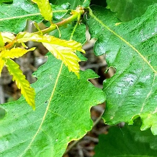 东北柞树植物根苗蒙古柞种子适合新手小白南北方室外养护观赏植物