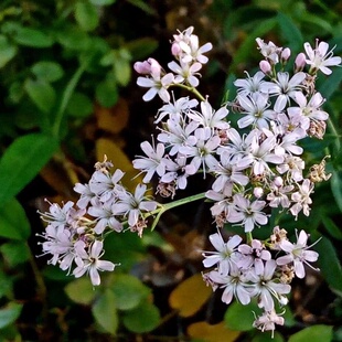 白色山苜楂山珍莱丝石竹长蕊石头花种子室内阳台盆栽易种草本花卉
