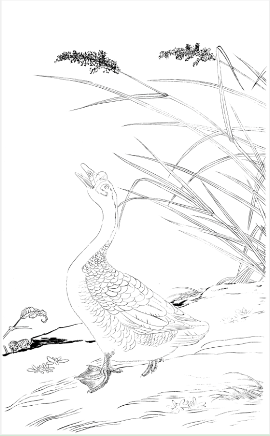 工笔画底稿鹅宋崔白芦花羲爱图白描158#打印稿宣纸稿学习临摹