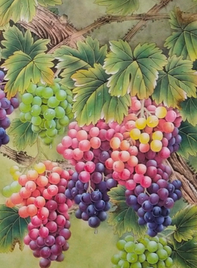 工笔画底稿 工笔4尺花鸟横幅小鸟葡萄白描94#打印稿学习临摹