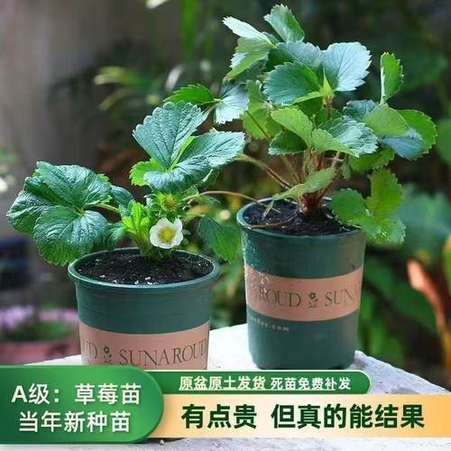 原盆原土草莓苗当年新种苗