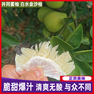 20斤装正宗江西井冈山蜜柚白水金沙柚武功土柚青柚蚕子安福金兰柚