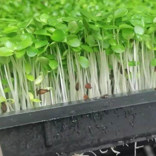 香椿芽苗菜香椿苗酒店饭店水培