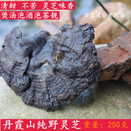 野生紫灵芝煲汤不苦泡酒泡茶