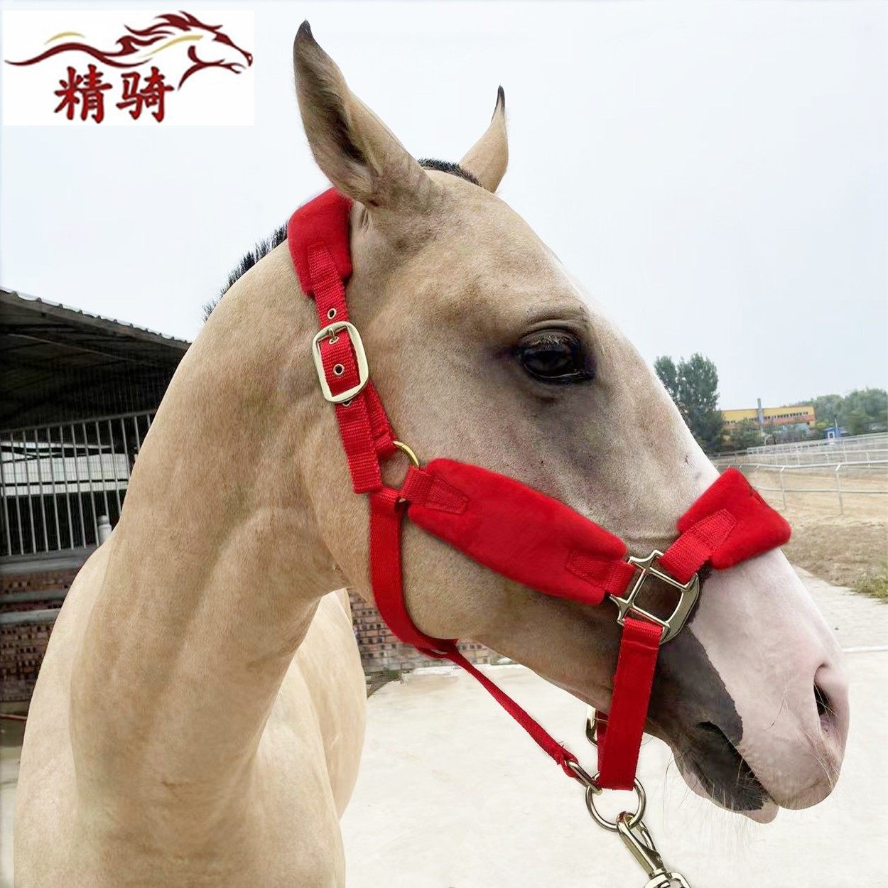 马笼头大小调教牵马小马嚼子龙头