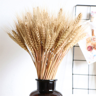 45cm 100Pcs Real Natural Dry Wheat Stalks Primary Color Whea