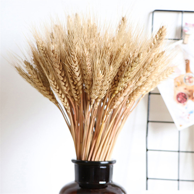 45cm 100Pcs Real Natural Dry Wheat Stalks Primary Color Whea