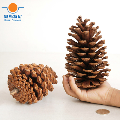 4pcs 10-14cm big size naturally pine cones for Christmas dec