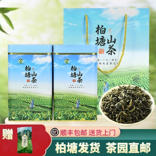 2025柏塘山茶四月春茶广东十大名茶博罗客家特产绿茶罗浮山茶叶