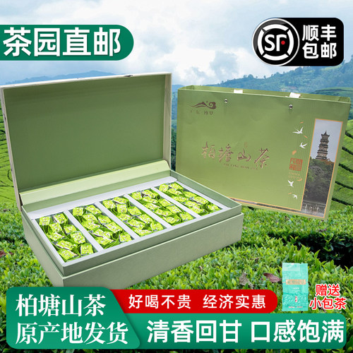 博罗柏塘山茶小雪茶客家特级绿茶