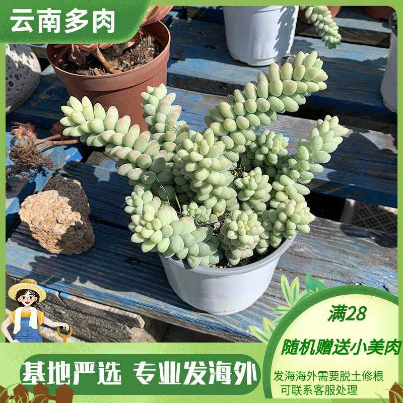 象牙玉缀多肉植物垂钓好养绿植悬崖大群生适合庭院阳台盆栽带盆土
