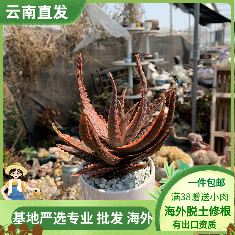 梁梁园艺进口罕见皮实很好养多肉植物红圣诞芦荟防辐射办公室盆栽